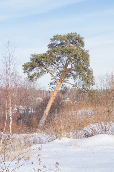 Pino albero inverno — Foto Stock