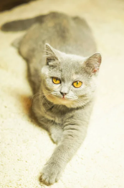 灰色のスコティッシュ子猫白いカーペットの上にあるし いぶかしく思って足を伸ばしに見える — ストック写真