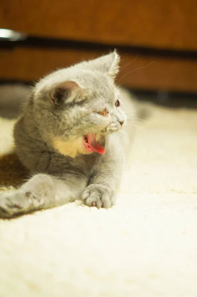 Feliz Gatito Gris Escocés Riendo Encuentra Una Alfombra Blanca —  Fotos de Stock