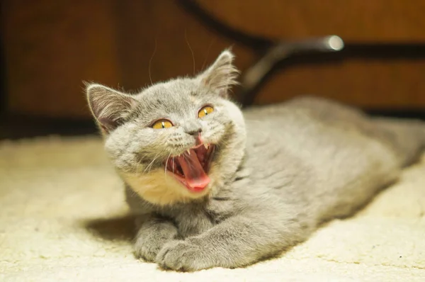 Feliz Gatito Gris Escocés Riendo Encuentra Una Alfombra Blanca —  Fotos de Stock