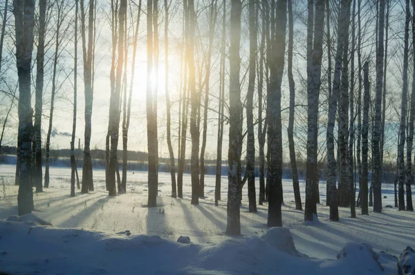 Raggi Sole Che Attraversano Alberi Foresta Invernali Raggi Sole — Foto Stock