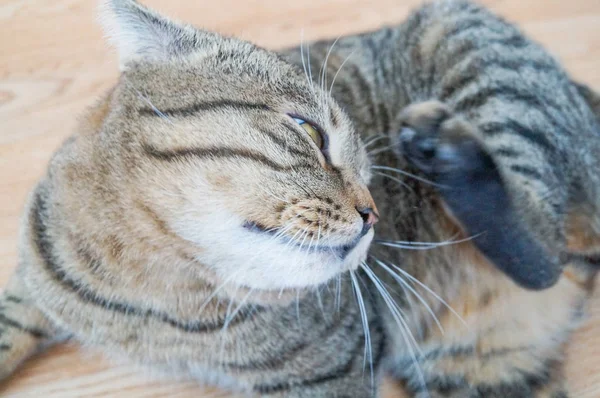 Χαριτωμένο Ριγέ Γκρι Γάτα Γρατσουνίζω Αυτί Της — Φωτογραφία Αρχείου