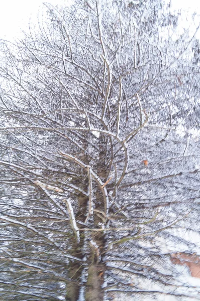 Ветвь лиственницы зимой — стоковое фото