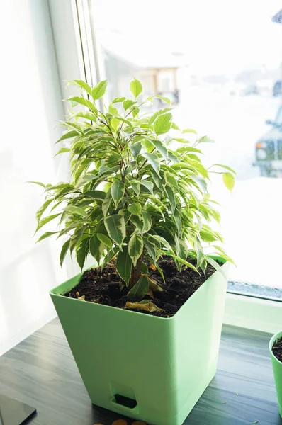 Bir pencere pervazına üzerinde yeşil tencerede Ficus çiçek