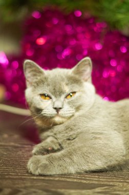 Noel ağacı yakınındaki güzel kedi