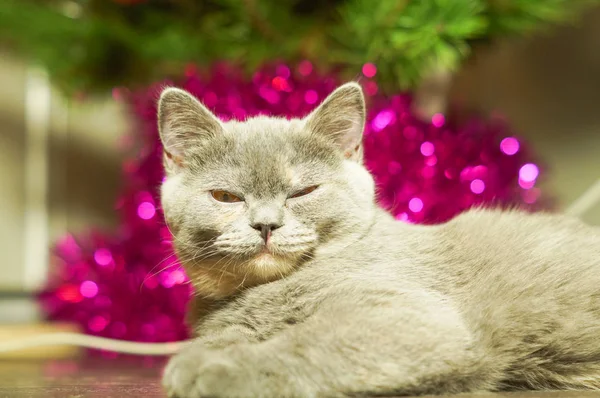 Noel ağacı yakınındaki güzel kedi
