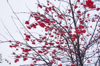 hoarfrost ile kaplı rowan dalları