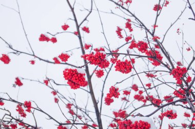hoarfrost ile kaplı rowan dalları