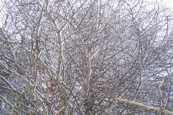 冬の雪の上の木 — ストック写真
