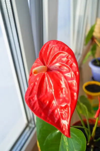 Gros Plan Fleur Anthurium Rouge Pot Sur Fenêtre — Photo