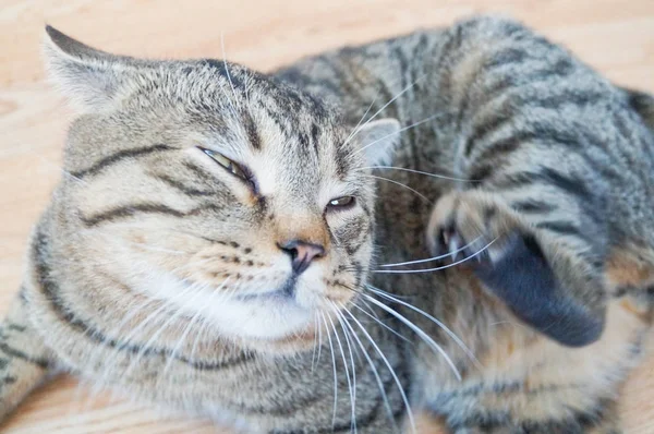 Γάτα Τάμπι Γκρι Ριγέ Ξύσιμο Πηγούνι Του — Φωτογραφία Αρχείου