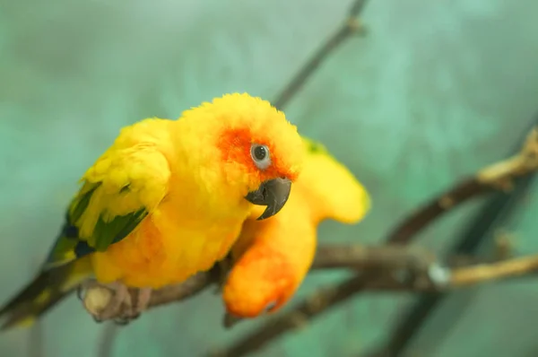 Papagaio amarelo colorido — Fotografia de Stock