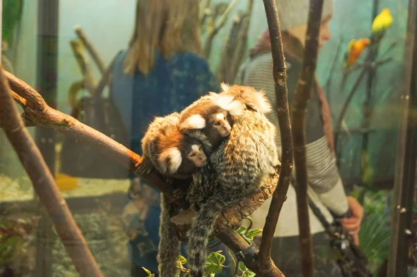 Bir dal üzerinde oturan ortak marmoset küçük maymun