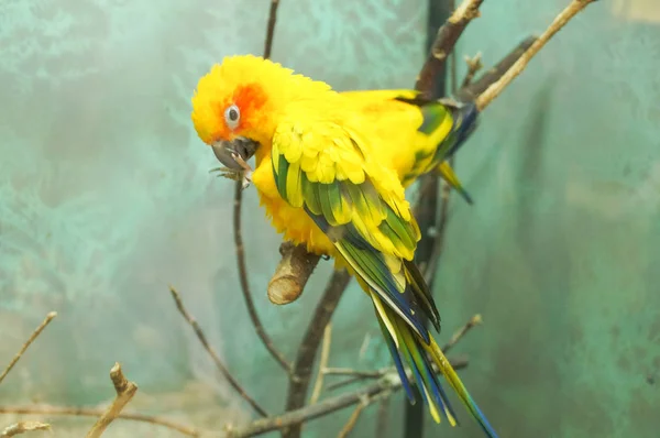 Papagaio amarelo colorido — Fotografia de Stock