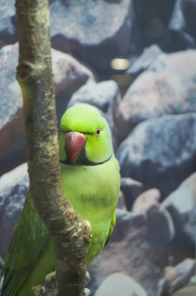 Mal Papagaio Verde Sentado Tronco Árvore Com Fundo Verde — Fotografia de Stock