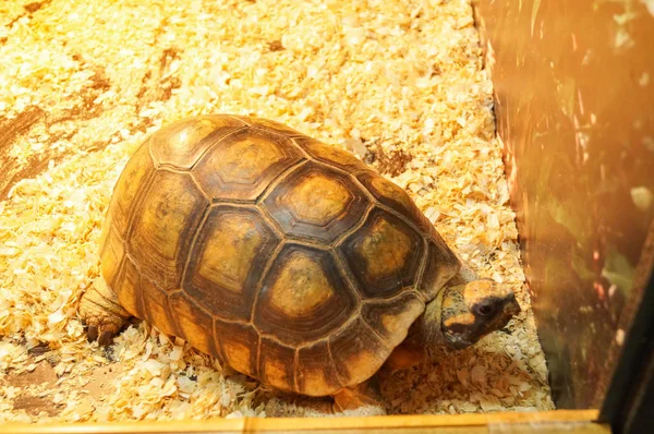 Grote Bruine Schildpad Dierentuin Een Houtsnippers — Stockfoto