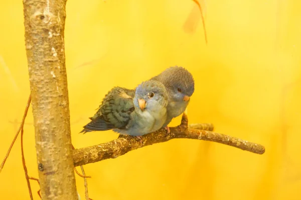 Schöner Blauer Vogel Sitzt Auf Einem Ast — Stockfoto