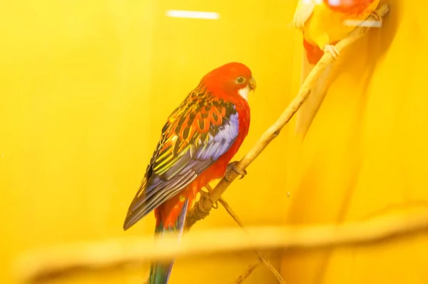 Der Rote Vogel Ist Aufmerksam Baum — Stockfoto