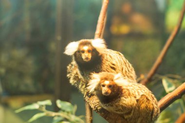 Bir dal üzerinde oturan ortak marmoset küçük maymun
