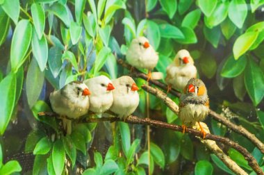 Dallar yeşil yaprakları üzerinde oturan Zebra Finch kuşlar