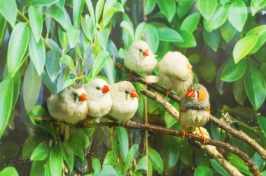 Zebra finch kuşlar