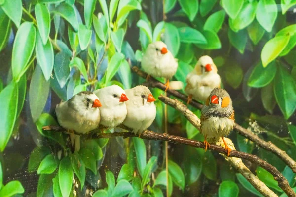 Dallar yeşil yaprakları üzerinde oturan Zebra Finch kuşlar