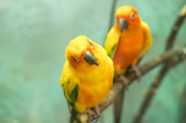 Kleurrijke gele papegaai — Stockfoto