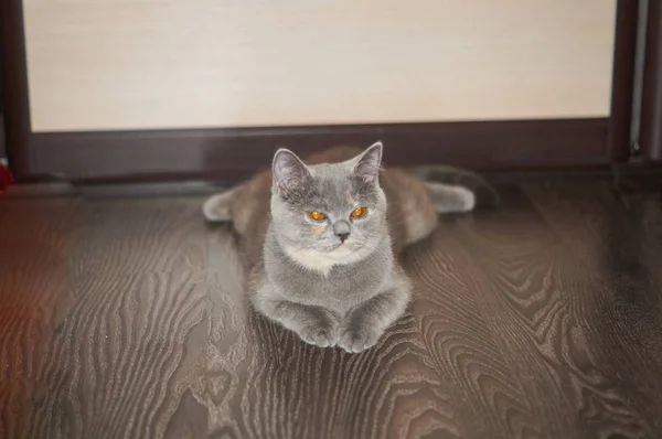 Porträtt av en katt. Scotish korthår — Stockfoto