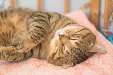 Turuncu bir paket üzerinde bir bebek yatakta gri tabby