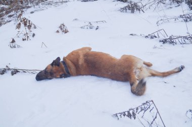 Bir köpek yerde kar toprağa yuvarlayarak keyif alıyor.