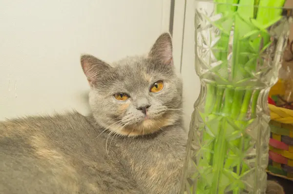 Cute Gray Cat Lies Dissatisfied Vase — Stock Photo, Image