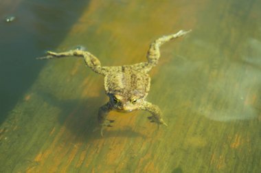 Kurbağa öfkeyle gölet dışında görünüyor