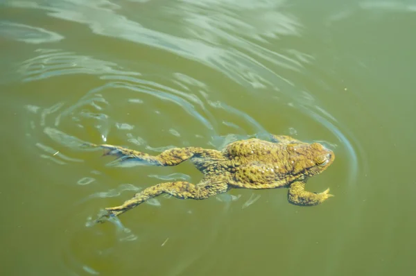 Kikker Drijft Het Oppervlak Van Het Water — Stockfoto