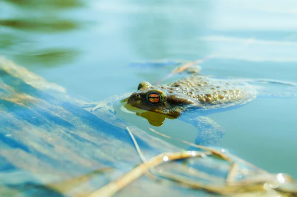 Piękna żaba oko — Zdjęcie stockowe