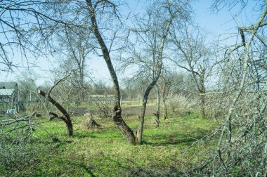 çim alan ve kuru ağaç manzara