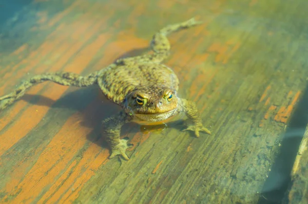 Ungry żaba w wodzie — Zdjęcie stockowe
