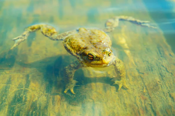 Ungry kikker uit water — Stockfoto