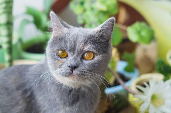 kaktüs çiçeği yakınındaki güzel bir gri kedi