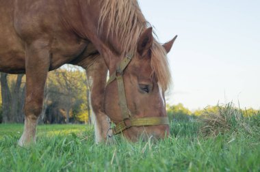Kahverengi at dandelions ile sahasındaki çim yeme
