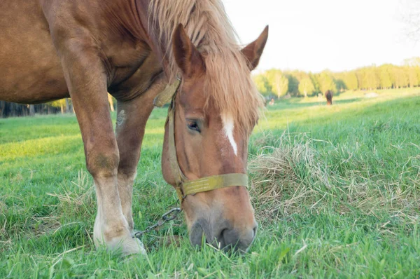 棕色的马在田里吃草 — 图库照片