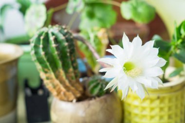 güzel ipeksi beyaz ihale Echinopsis Lobivia kaktüs çiçek çiçeklenme