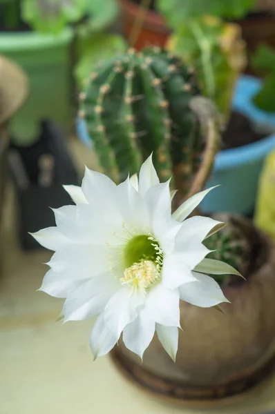 güzel ipeksi beyaz ihale Echinopsis Lobivia kaktüs çiçek