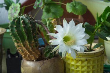 güzel ipeksi beyaz ihale Echinopsis Lobivia kaktüs çiçek çiçeklenme