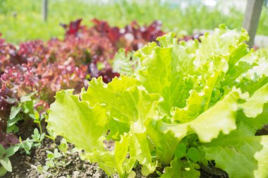 Taze yeşil marul salatası yaprakları yakın plan. Salata dokusu