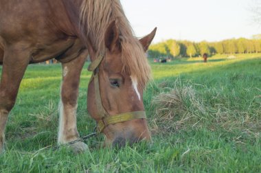 Kahverengi at çimenleri yiyor