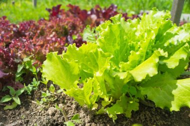 Tatlı taze yeşil marul salata yaprakları