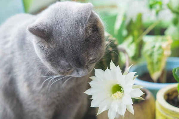 Gri İskoç kedi bir kaktüs çiçek kokluyor