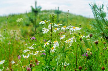 Papatya çiçek alan