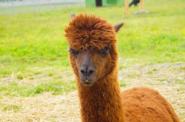 Brown Alpaka kafa