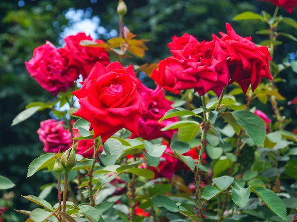 Cespuglio con rose rosse nel parco durante la giornata estiva Immagine Stock